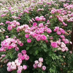 Wholesale Wall Greening Vine Rose Seedlings Angela Dahongpao Complete Variety Potted Ground Planting Engineering Seedlings