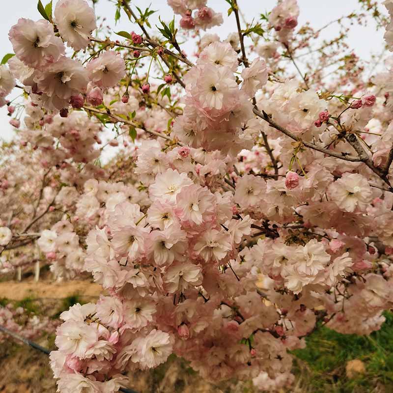 微信图片_20230818145522 副本.jpg