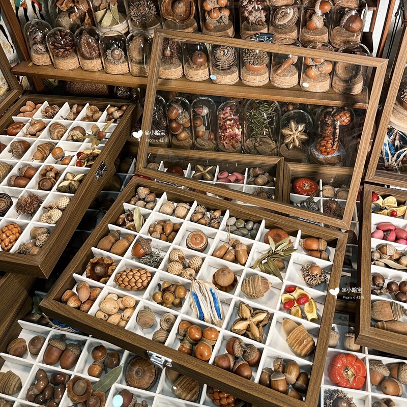 Walnut Wood Grain Color Specimen Storage Box with Multiple Compartments, Dustproof Transparent Nut Sorting and Organizing Box, Storage Box Wholesale Walnut Wood Grain Color Specimen Storage Box with Multiple Compartments, Dustproof Transparent Nut Sorting and Organizing Box, Storage Box Wholesale