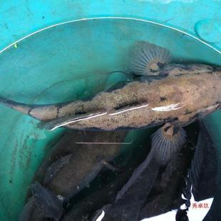 �����r��S���~/ɳ���k700g-750g,�F����,��Ĳ����ۺ�