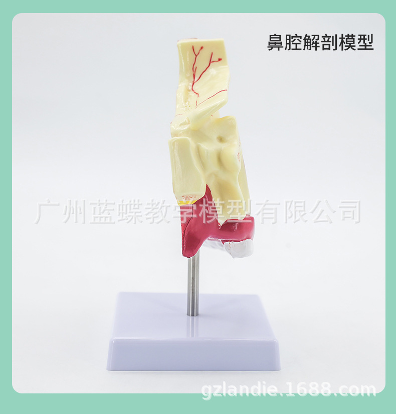 鼻口咽-详情_16