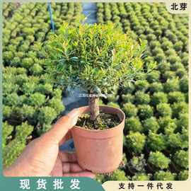 老桩小叶赤楠盆景配材室外阳台庭院耐晒耐热四季常青花卉绿植小苗