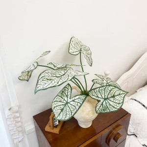Hoja de alocasia blanca
