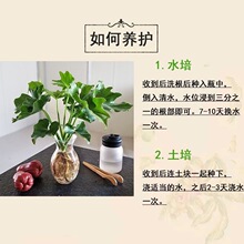 ����ˮ��ֲ���҃ȾGֲ���ܿ͏d�ļ����B���ֲ��ˮ�B�k�������Ի�