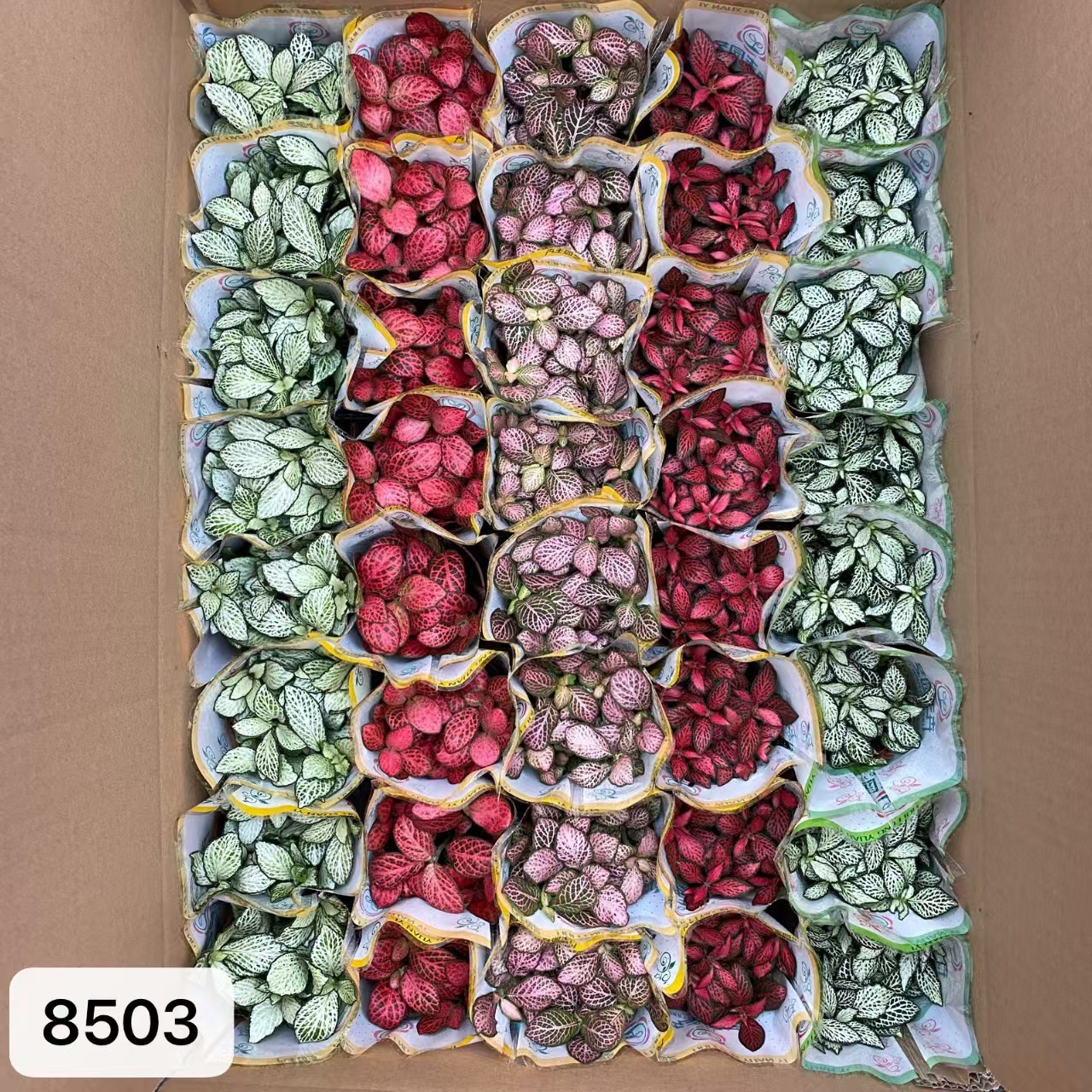 8503  小箱網紋草混裝40盆