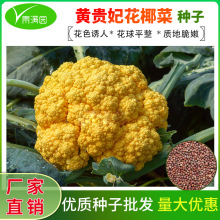 SFҬ˷Nļ߲˷N͟ΌɻmҬ˷NѲɫ