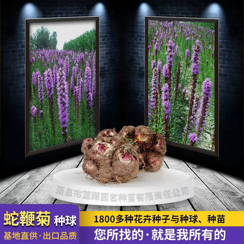 蛇鞭菊种子春秋播种观花种子多年生景观绿化花籽切花花卉草花种子