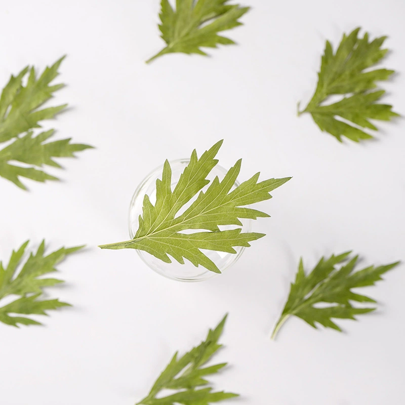 Пустырник с тиснением цветов, эскорт сушеный цветок образец растения дерево листья ручная наклейка клей diy материал закладки