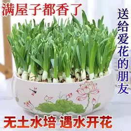 盆栽;其他园林植物;干花