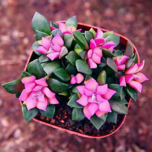 부설 [4-5 머리] 원래 흙이 담긴 중간 크기의 화분