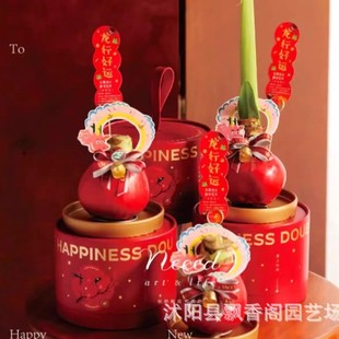 Red Wax Ball Potted Flowering Plant Double-Petaled Amaryllis Indoor Flower Wax-Sealed Lazy Planting Extra-Large Balcony Amaryllis