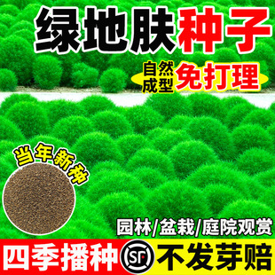 ���w�ݷN�Ӽt���w�N�����ι��̾G��ͥԺ�@���^�p�ļ��ر�ֲ��N��