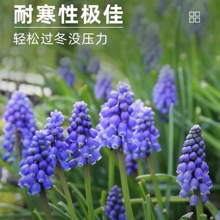 Dutch Grape Hyacinth Bulbs Are Easy to Grow, Cold-Resistant, Suitable for Potted Plants, Ground Planting, Garden Flowers, Cut Flowers Wholesale, Blue