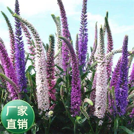 种子;草种子;草坪