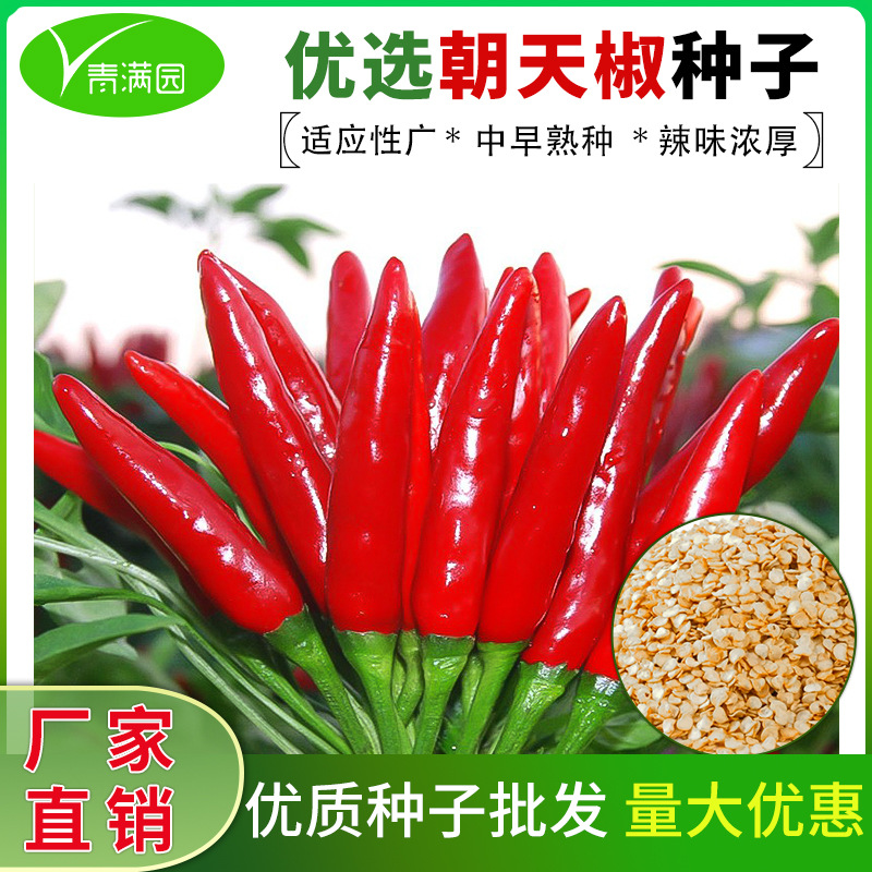 朝天椒种子辣椒种子辣椒籽红辣椒种子四季盆栽菜种植食用朝天椒籽