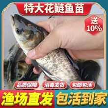 �����~����^�~�����^�~�����~������~��t���~���~�~��������l