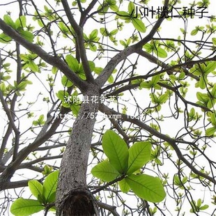 ɢ�bС�~���ʷN�� ���ޙ�������N�� ���~���~С�~���ʘ�N���l