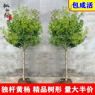 һ�����l���U�S�����С�~�����S��������ͥԺ���������辰�䘶��