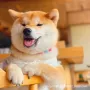 幼犬活体纯种伴侣犬豆