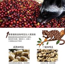 貓屎咖啡豆原產地生豆新鮮烘焙麝香貓咖啡精品單品禮品