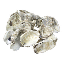 �~���^�V���� 򺚤 ĵϠ��(�\���،��ÞV��)��򺚤 ����PHֵ