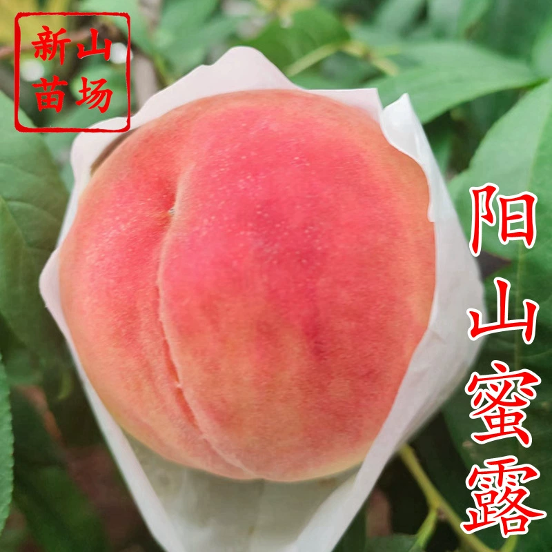 [Саженцы персика Yangshan Honeydew] Dalujiang Yangshan № 2, середина-конец июля, крупные плоды 280 г Yangshan Honeydew Peach Tree