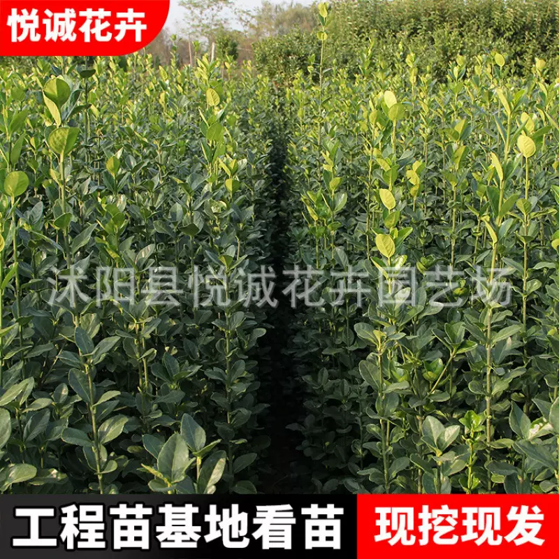 北海道黄杨苗批发园林灌木花卉绿化大叶黄杨苗直立北海道冬青树