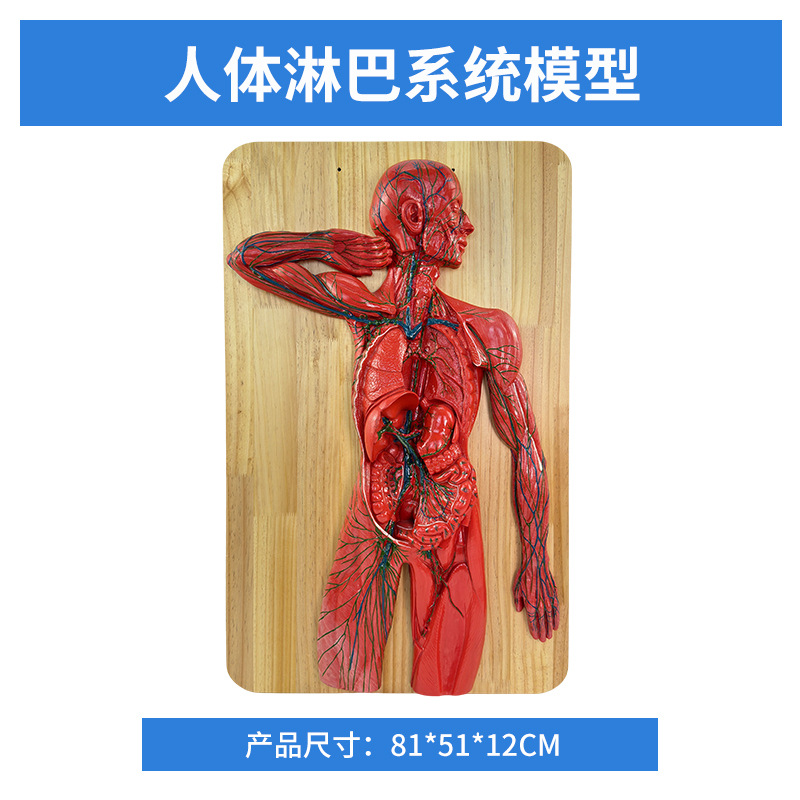 ������ϵͳ ѪҺѭ��ϵͳ ����ϵͳ ����ϵͳ �ڷ��� ������