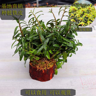 �FƤʯ�� ��ˮ���O���� ���r�����ȹ��ʯ��߀���B��ɽʯ����