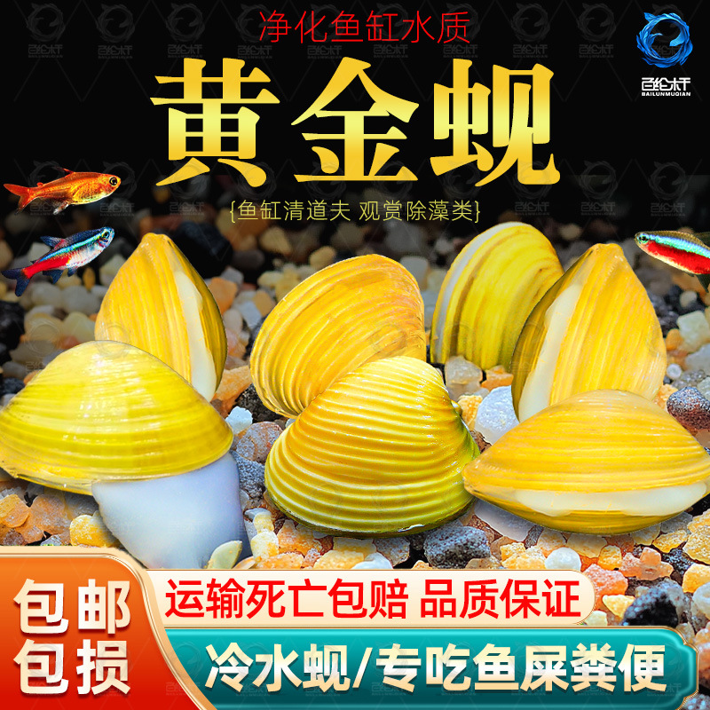 黄金蚬专吃鱼屎粪便净水河蚌冷水清道夫淡水观赏鱼清洁工具观赏螺
