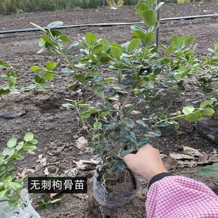 �o���۹ǘ������\�����ļ����౱��ͥԺ�����ͺ��G�������l����