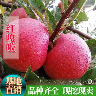 ��Ʒ�O�����������¸����O����t���� �ʼҸ����O����޽ӹ�����