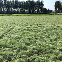 lGƺҰţݷN oµرҰţݲݷNĥGֲ