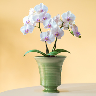 ��ʽ���_�մ��п׻�������m�W�t�Gֲ�մɻ�ƿ�_�R���մɻ���