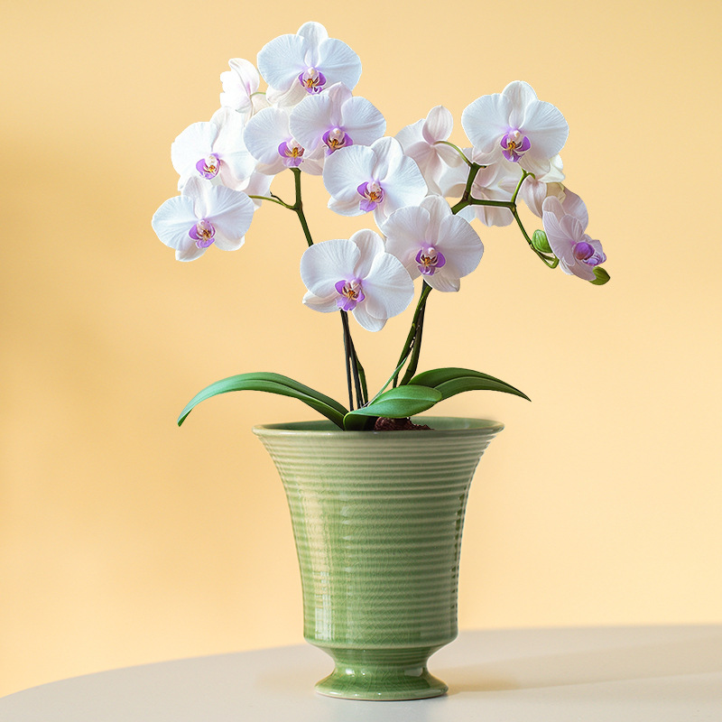 法式高脚陶瓷有孔花盆蝴蝶兰网红绿植陶瓷花瓶罗马柱陶瓷花盆