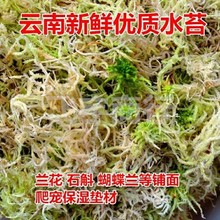 云南鲜水苔粗水苔兰花铺盆面蝴蝶兰君子兰石斛保湿水苔爬宠垫材