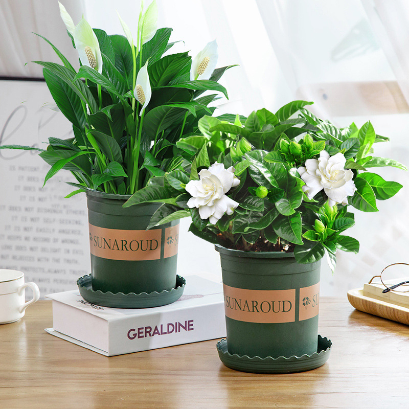 치자나무 + 흰야자(갤런 화분) + 영양액