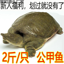 甲鱼鲜活包邮食用养殖卤味小甲鱼苗小中华鳖水鱼团鱼公雄青黄