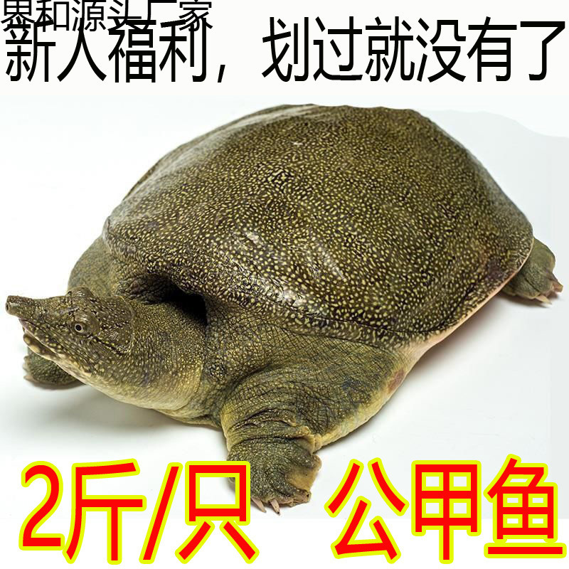 甲鱼鲜活包邮食用养殖卤味小甲鱼苗小中华鳖水鱼团鱼公雄青黄