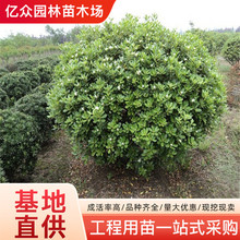 ��ͩ��ͥԺ���̾G���ļ�������ζ�����ͺ�ֲ���е������h�ʺ�ͩ��