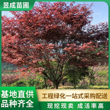 �t����ľ�@�־G���^�~ֲ��؏�12-15���ֻ������l���͆�ľ�t����