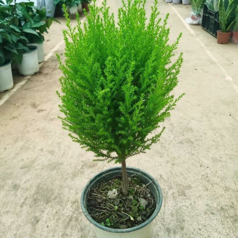 ∑∶ ◇ ±〈고품질 막대사탕 40cm개 정도∝