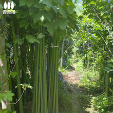 �Ї���ͩ����ͩ����e��ͥԺ�L�����@�־G���е���ͩ�Tǰ�^�p