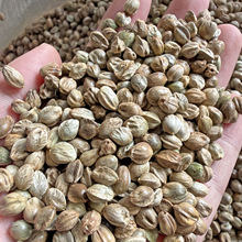 ���� ������ ���� С�w�� ���w�� ���w���������� �W�^�B�Z ���Z