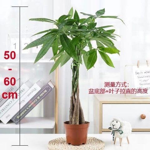 Money Tree Braided Braids, Evergreen Florals and Green Plants, Indoor and Outdoor Plants, Bonsai, Living Room, Desk, Potted Plants