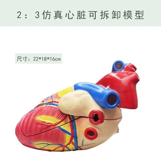 人体1：2倍大心脏解剖模型教学模型自然心脏器官教学