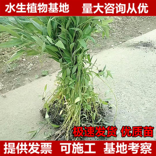 �tޤˮޤ�����ݴ��Rޤ������ģ�~ޤ���ֲ�ˮ��ֲ��ӵ��Gֲ����