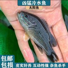 太阳鱼苗蓝鳃杂交金边新品淡水工厂化帆布池养殖小型原生观赏活体