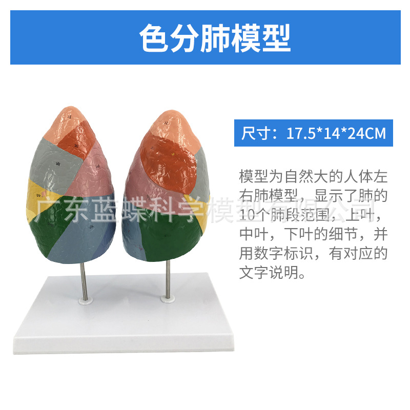 ��Ȼ��������ķ�ģ�ͺ�����״�ٷ��������ϵͳ�β�������ʽ�ѧ