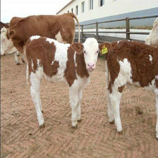 Сţ�ٶ����Xһ�^ С�Sţ�����Xһ�^ ����Sţ�����Xһ�^